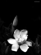 25th May 2012 - Gardenia...