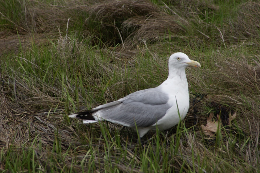 Gull in Grass by rob257