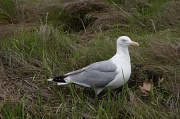 24th May 2012 - Gull in Grass