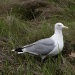 Gull in Grass by rob257