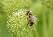 23rd May 2012 - Honey Bee