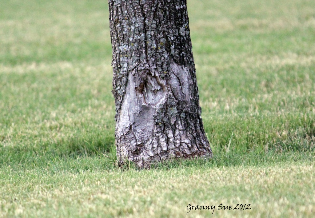 Funny Tree Face by grannysue