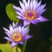 Water Lily by calm