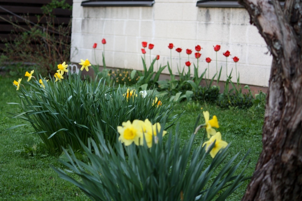Daffodils and tulips IMG_6717 by annelis
