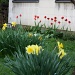 Daffodils and tulips IMG_6717 by annelis