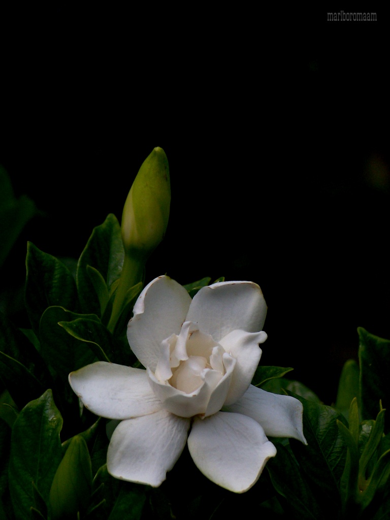 Gardenia (color version) with exif info by marlboromaam