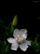 26th May 2012 - Gardenia (color version) with exif info