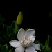 Gardenia (color version) with exif info by marlboromaam