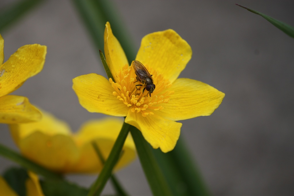 Kingcup or Marsh Marigold (Caltha palustris) Rentukka IMG_6928 by annelis