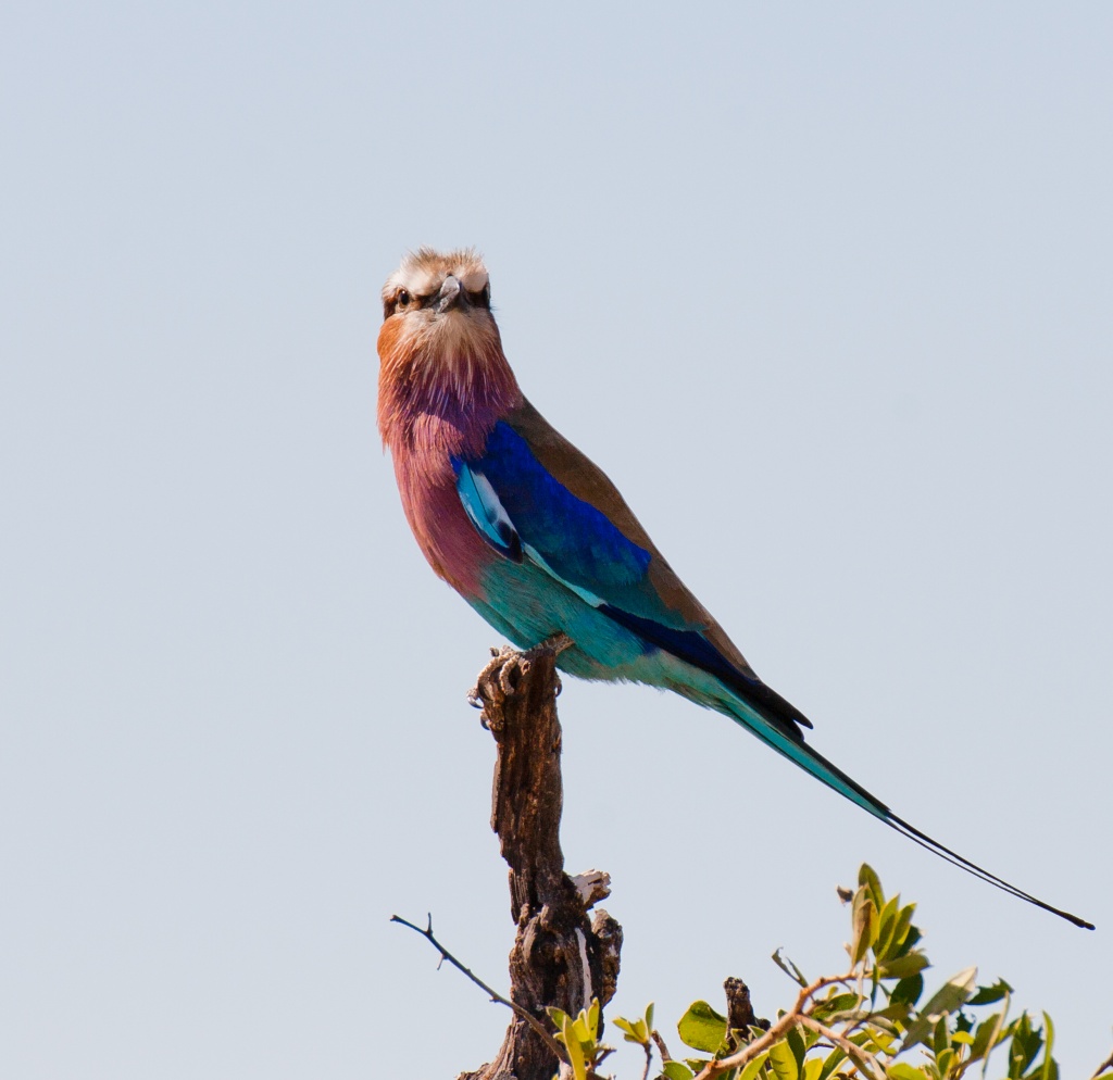 lilac breasted roller by peadar