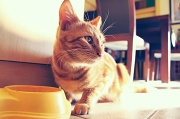 22nd May 2012 - wide-angle kitty