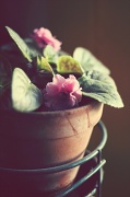 23rd May 2012 - african violet