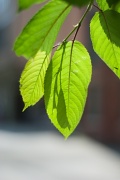 24th May 2012 - Overhanging leaves