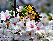 25th May 2012 - Butterfly and Cherry Blossoms