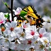 Butterfly and Cherry Blossoms by soboy5