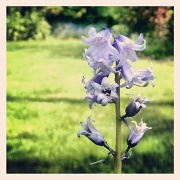 22nd May 2012 - Bluebells