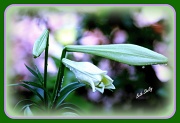 23rd May 2012 - Easter Lilies