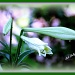 Easter Lilies by vernabeth