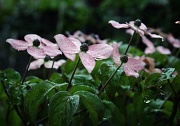 25th May 2012 - Rain Kissed Dogwood