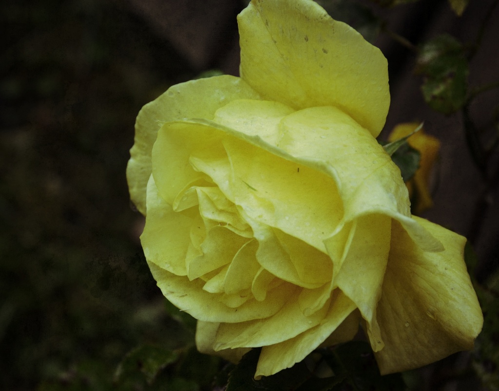 Lemon Yellow Rose by jgpittenger