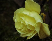 25th May 2012 - Lemon Yellow Rose