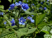 25th May 2012 - Little blue