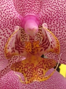 25th May 2012 - orchid