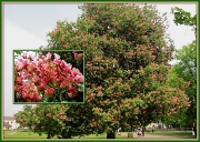 25th May 2012 - Sweet chestnut