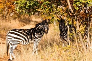 16th May 2012 - zebra