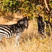 zebra by peadar