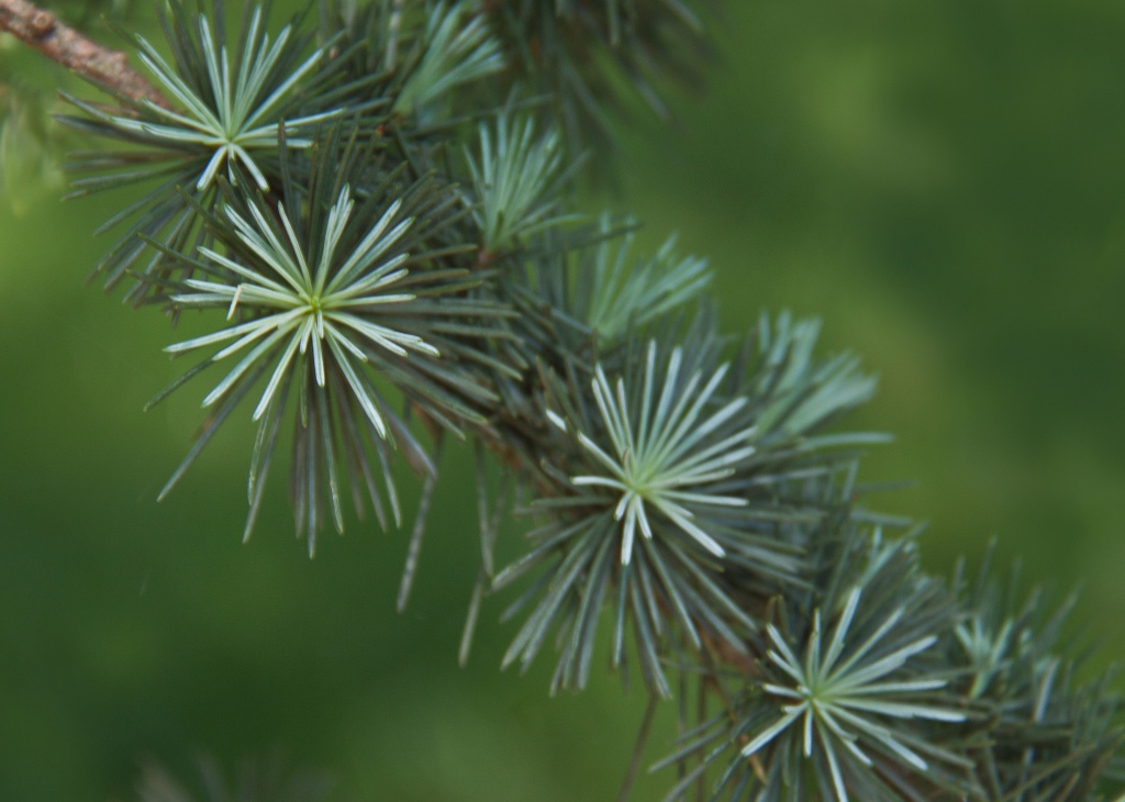 Pine needle stars by dulciknit