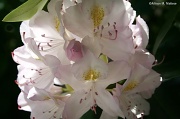 25th May 2012 - Rhodie #1