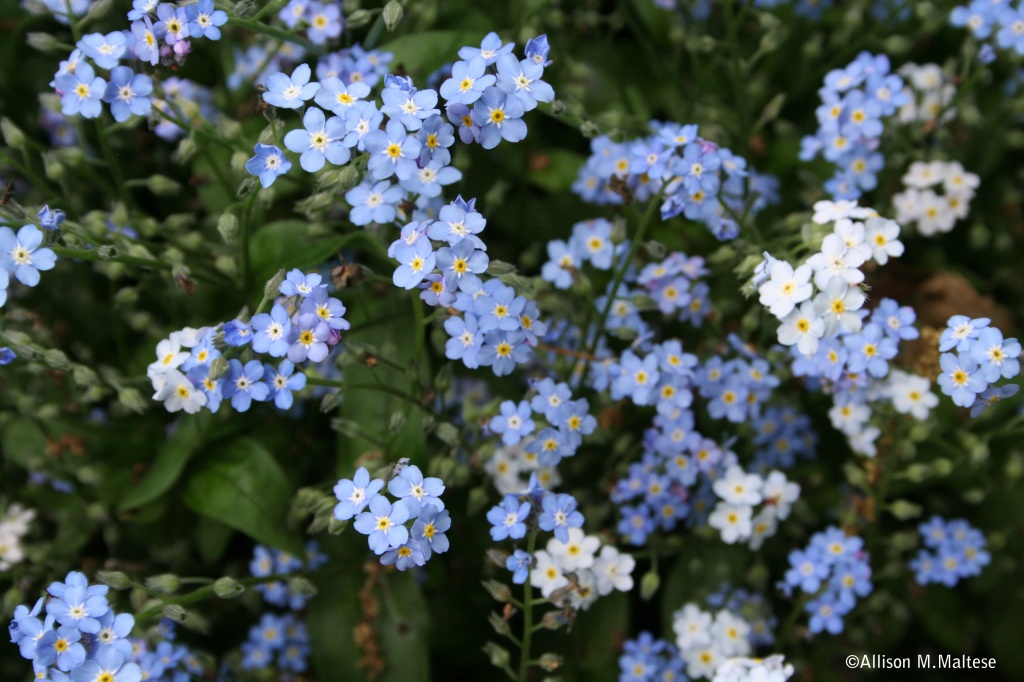Forget-me-nots by falcon11