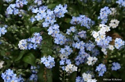 25th May 2012 - Forget-me-nots