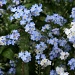 Forget-me-nots by falcon11