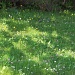 Dappled Meadow ... by rosbush
