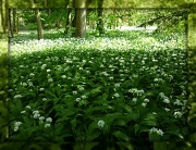 25th May 2012 - Fyvie light across the wild garlic