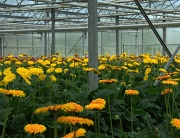26th May 2012 - Gerbera Greenhouse