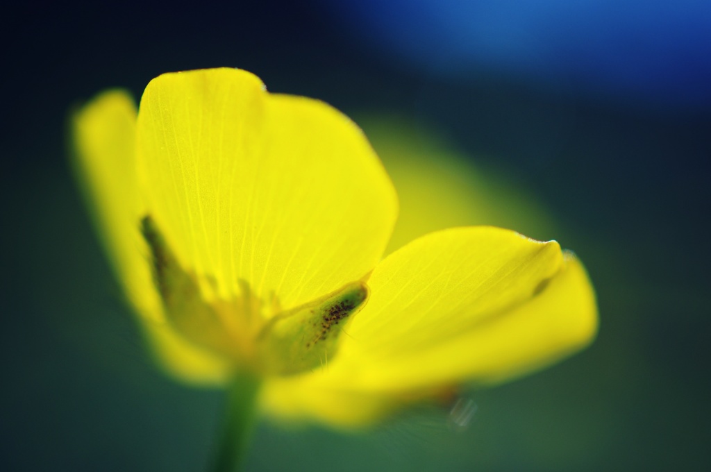 Buttercup. by naomi