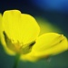 Buttercup. by naomi