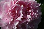 25th May 2012 - Peony or Ant