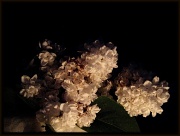 25th May 2012 - Low-key Lilac