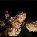 Low-key Lilac by filsie65