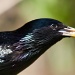 Starling by natsnell
