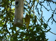 25th May 2012 - Greenfinch