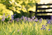 22nd May 2012 - Sitting amongst the bluebells