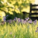 Sitting amongst the bluebells by bmnorthernlight