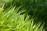 24th May 2012 - Grass