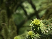 24th May 2012 - A bit of a monkey puzzle