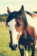 24th May 2012 - horsin' around